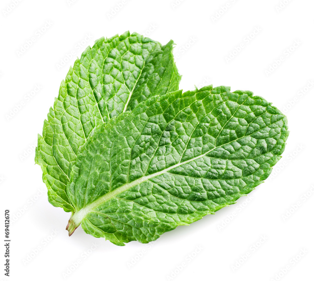 Two fresh mint leaves isolated on white background. Studio macro Two fresh mint leaves isolated on white background. Studio macro