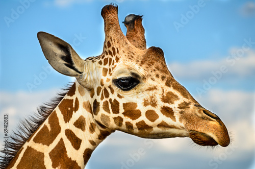 Sticker Giraffe