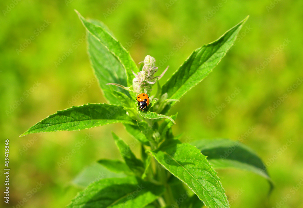 Fototapeta premium Ladybug on green mint leaves