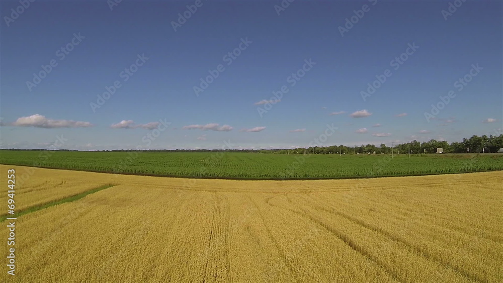 yellow Yellow field of wheat. Aerial rear fly landscape yellow Yellow field of wheat. Aerial rear fly landscape
