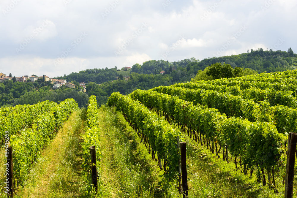 Naklejka premium Summer landscape in Monferrato (Italy)