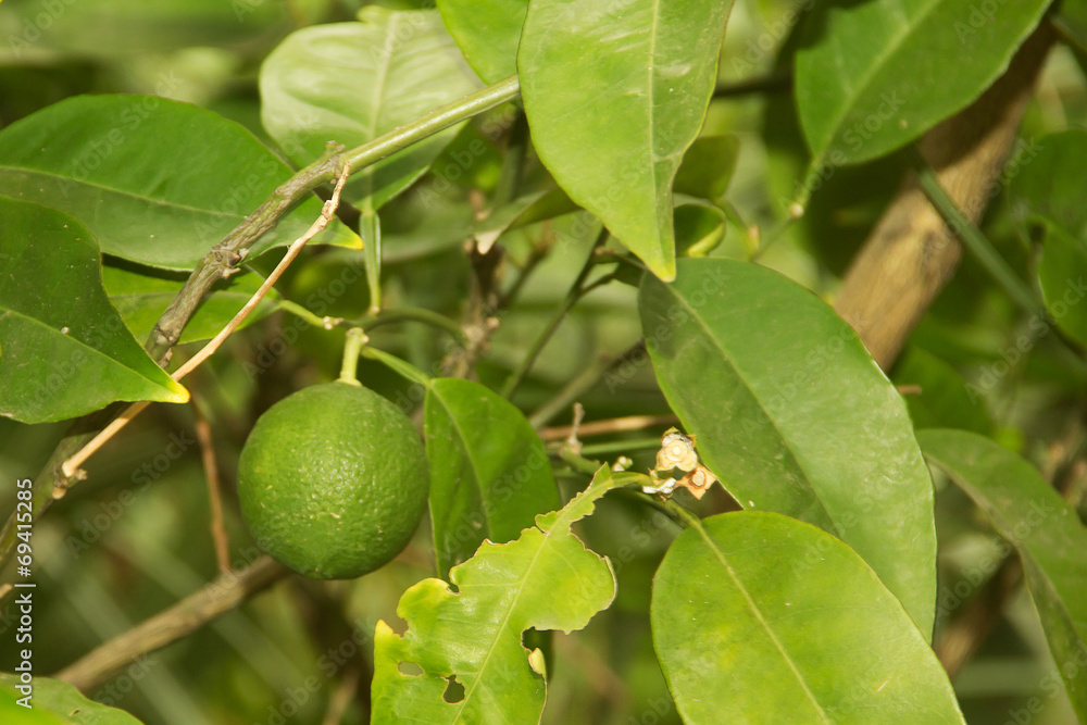 green leaves of the lemon tree with lemon