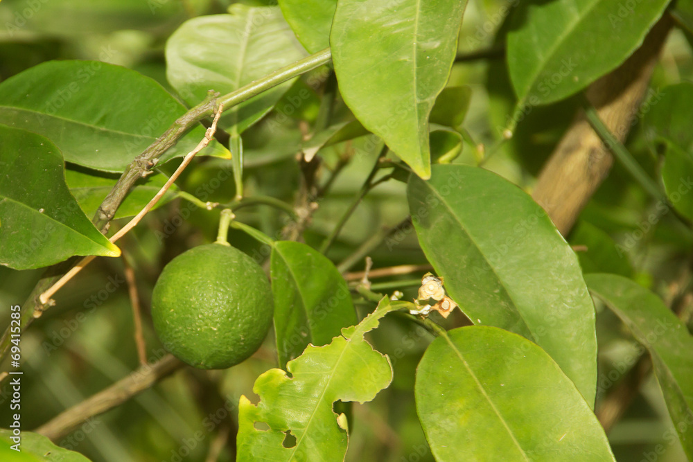 green leaves of the lemon tree with lemon green leaves of the lemon tree with lemon