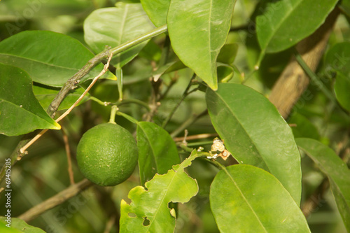 Wallpaper Mural green leaves of the lemon tree with lemon Torontodigital.ca