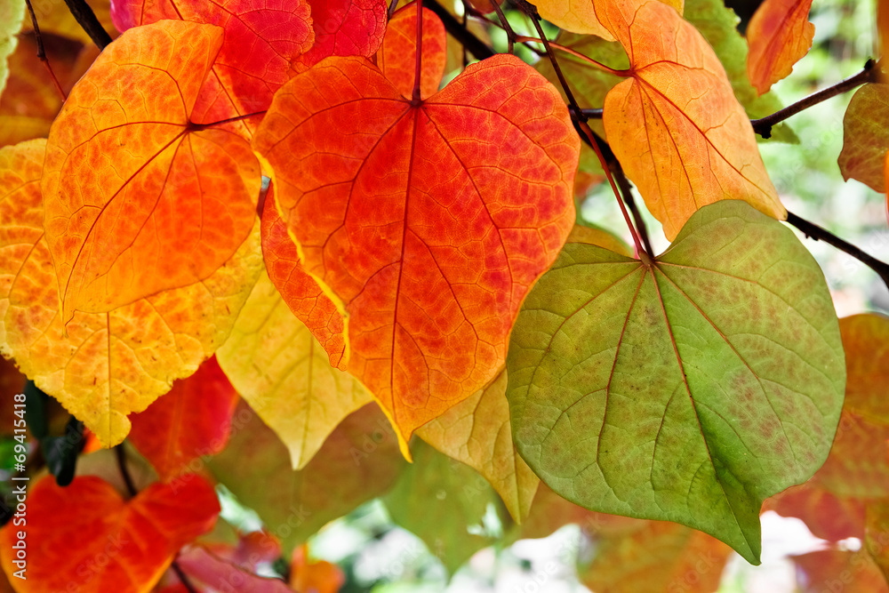 The bright colors of autumn trees.