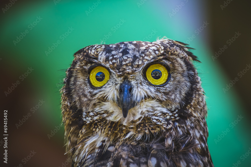 zoo, beautiful owl with intense eyes and beautiful plumage zoo, beautiful owl with intense eyes and beautiful plumage