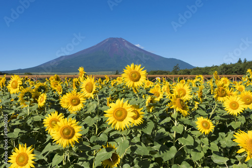 夏の富士山とヒマワリ畑