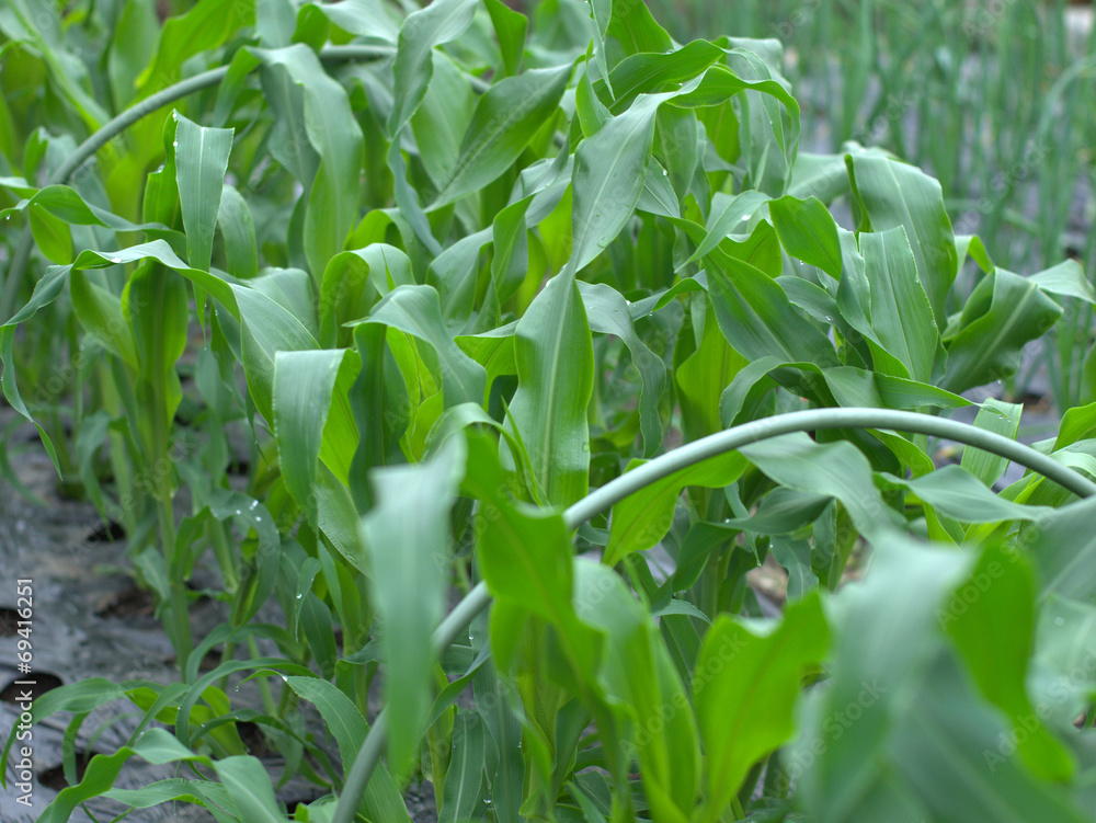 Obraz premium 栽培中のとうもろこし
