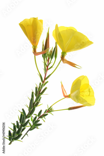 Nachtkerze (Oenothera)