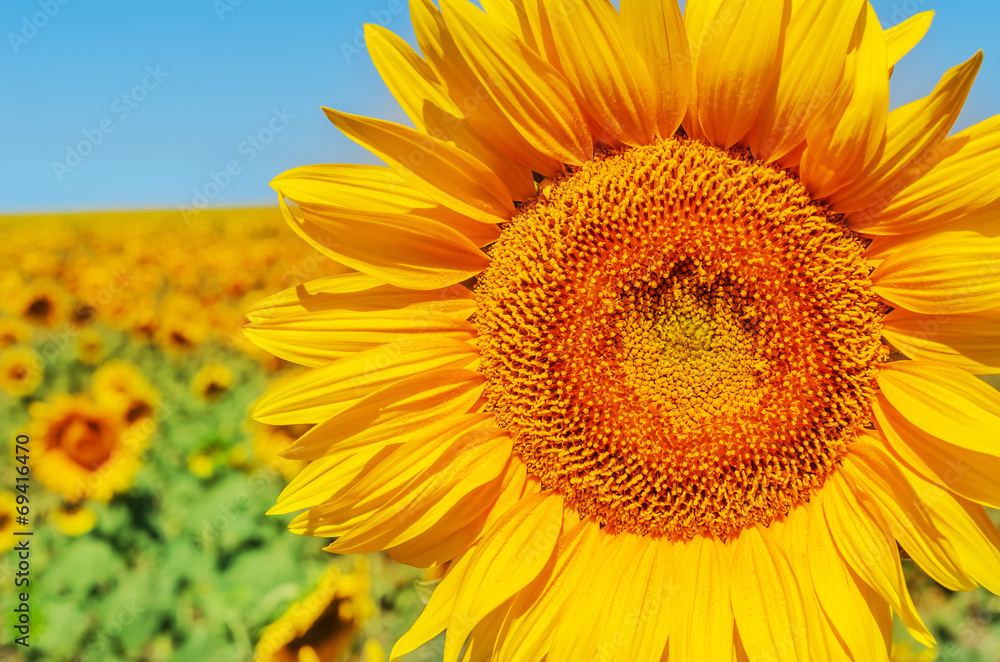 part of sunflower closeup in field