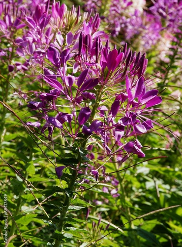 spider flower plant blossoming