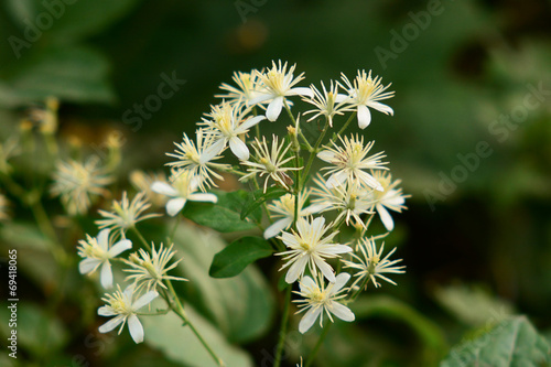 vitalba  Clematis vitalba 