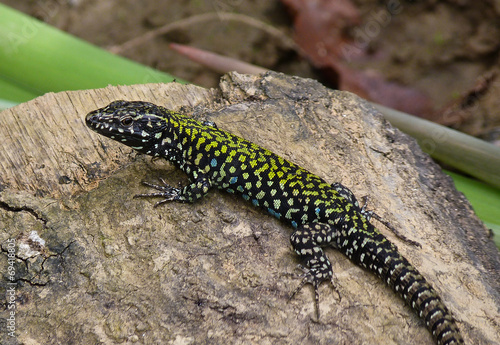 lucertola muraiola (Podarcis muralis)