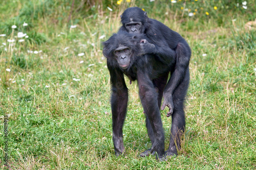 Bonobo et son petit © Pascal Martin