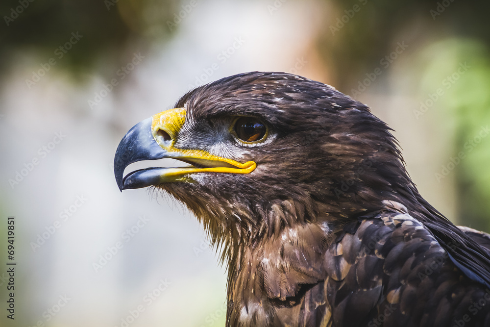 Obraz premium american eagle, diurnal bird of prey with beautiful plumage and