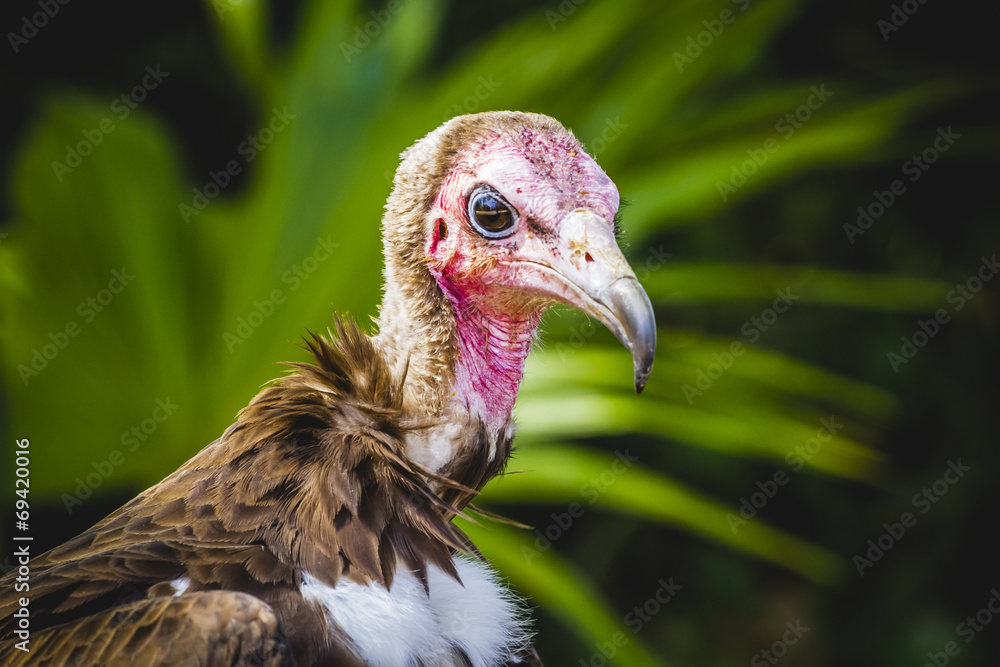 Vulture detail scavenger head with large beak and intense look Vulture detail scavenger head with large beak and intense look
