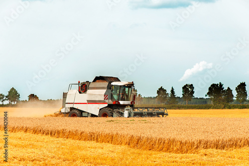 Harvest season. Combine cutting wheat on the field.