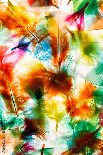 Colorful feathers