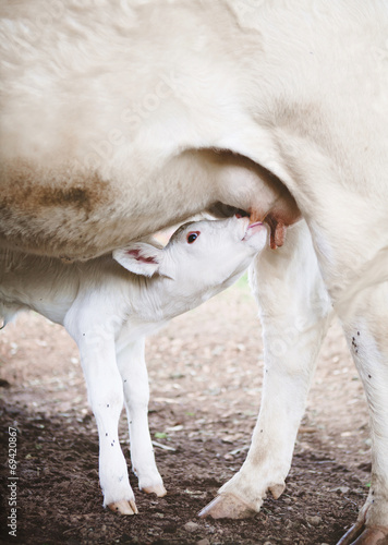 Nursing Calf