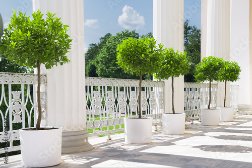 White summer terrace with potted plant near railing. Garden view