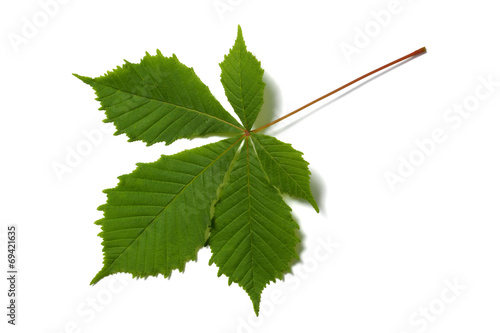 Obraz na płótnie Chestnut leaf