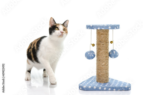Canvas Print Tri colors cat playing with toy