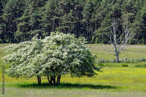Photography Thriving and wilting