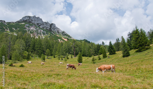 herd of cows grazing on the alpine pasture - Bachlalm