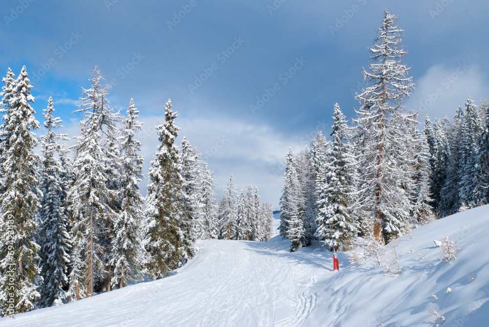 Beautiful winter landscape with fir trees
