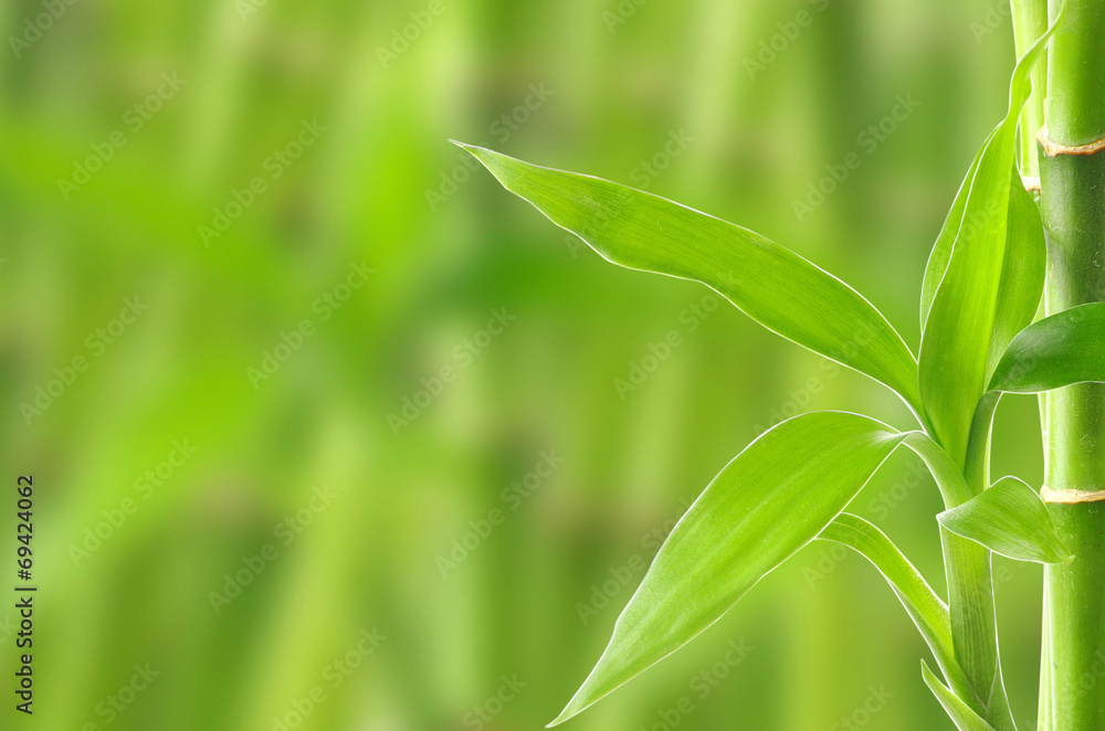 bamboo bamboo