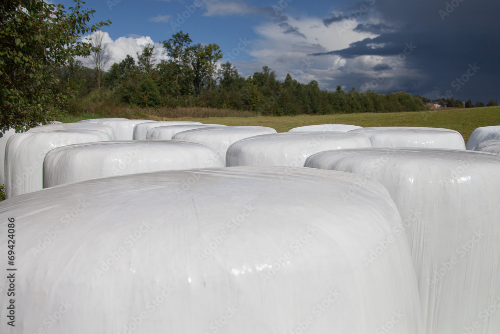 Fototapeta premium Silage bales.