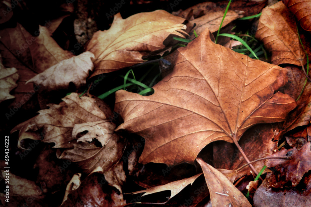 Autumn remains #1 Autumn remains #1