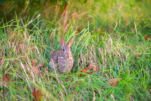 A wild rabbit in the forest © Svetlana Ageeva