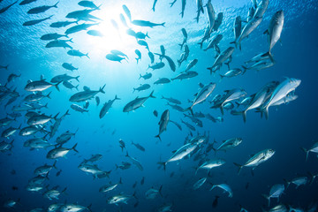 Fototapete Unterwasser Stachelmakrelen Schwarm im tiefblauen Meer  © ead72