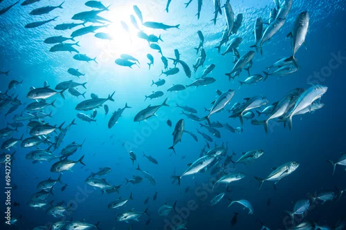 Obraz School of Jacks