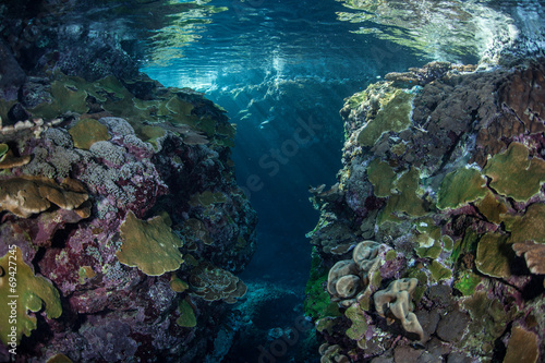 Shallow Pacific Reef 1