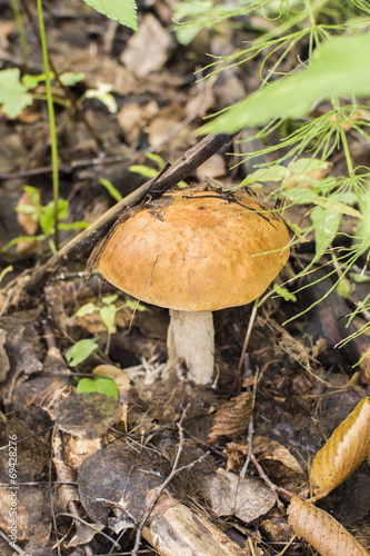 Mushrooms in the crude wood