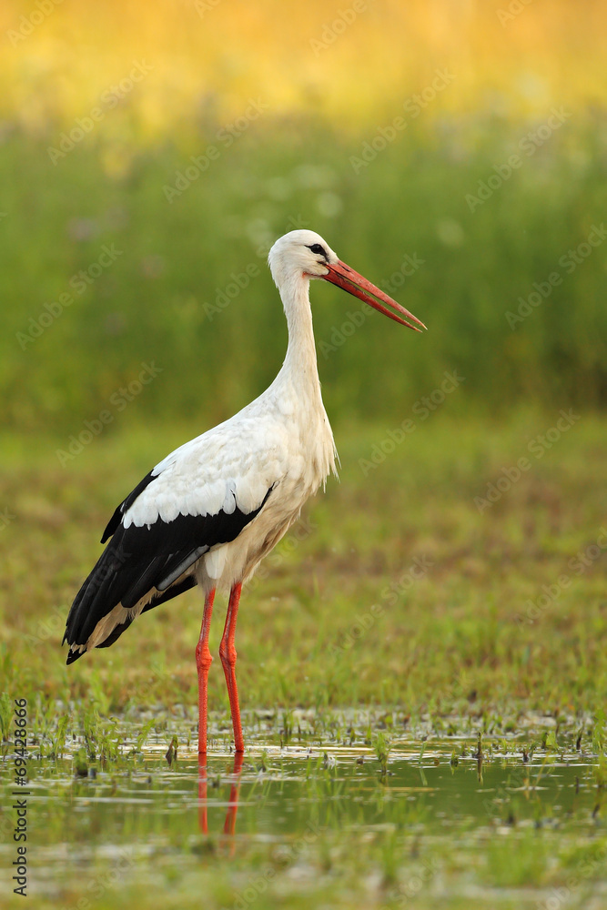 Storch Storch