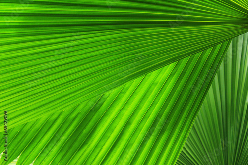 Green palm Leaf