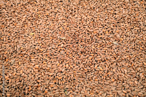 Wheat background view from the top close up