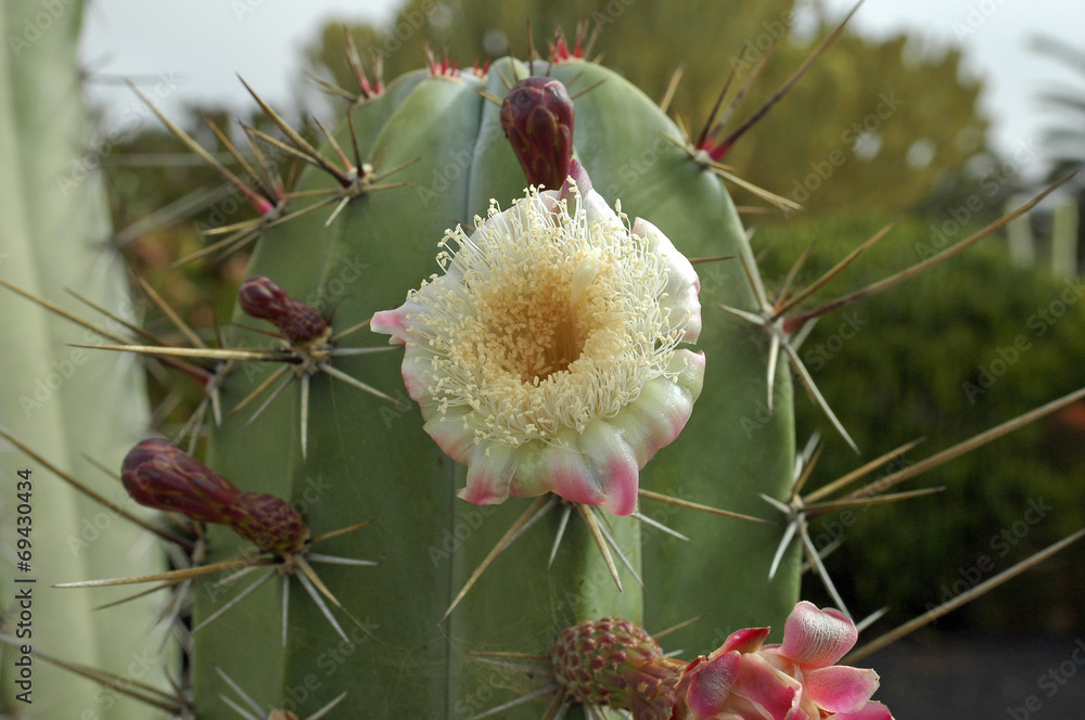 little cactus plants Bunny Cactus | Houseplants Safe for Pets Delivery main image 1