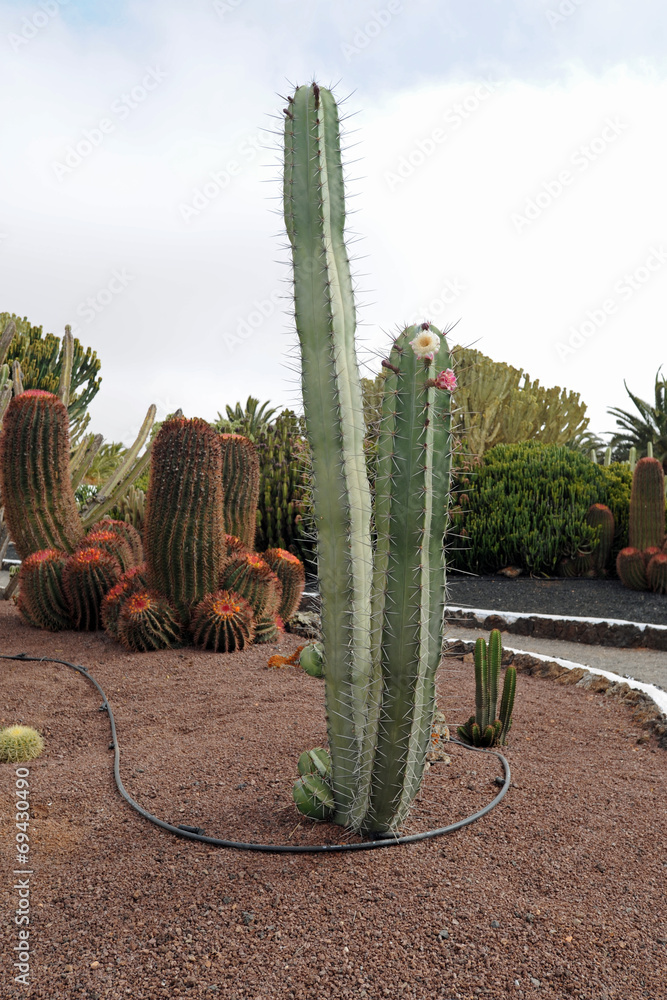Pachycereus weberi au Jardin de cactus d'Antigua Fuerteventura Stock Photo  | Adobe Stock