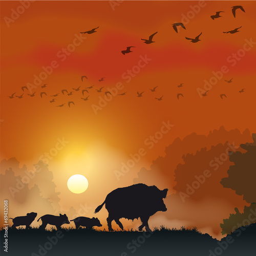 Faune - Laie au crépuscule