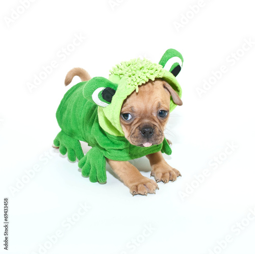 Frogger Puppy photo