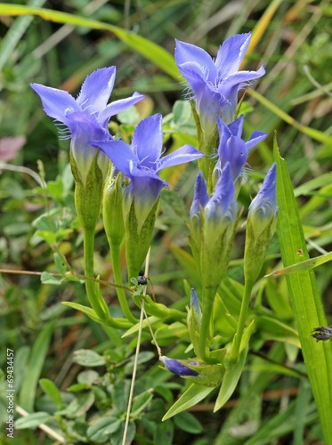 Gemeiner Fransenenzian (Gentianopsis ciliata) am Dörnberg