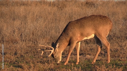 Grazing Whitetail Deer Buck