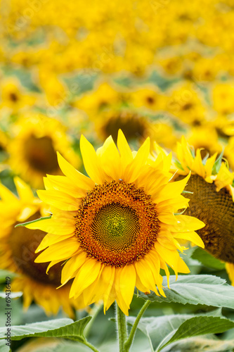 Blooming sunflowers field.