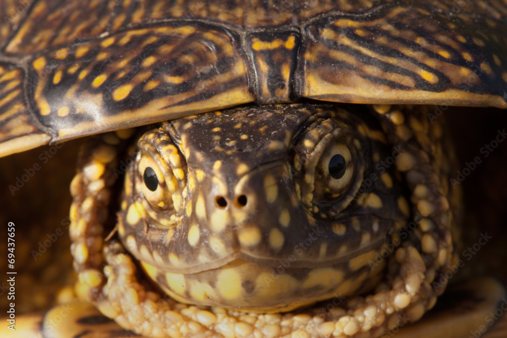 Obraz premium red eared slider turtle in the wild, surrounded by typical flora