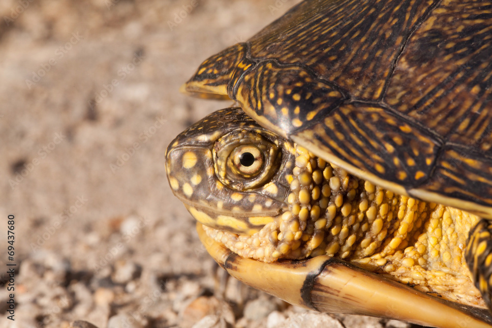 red eared slider turtle in the wild, surrounded by typical flora red eared slider turtle in the wild, surrounded by typical flora
