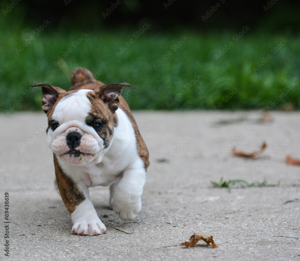 Obraz premium english bulldog puppy